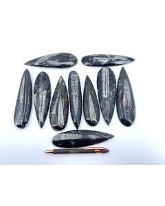 Orthoceras, 15 - 20 cm, polished, Morocco, 10 pieces