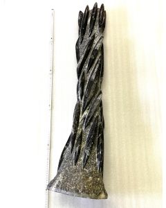 Orthoceras Sculpture, 90-110 cm, approx 33kg, polished, Morocco, 1 piece