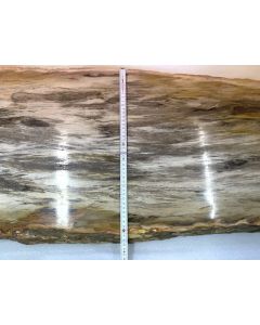Fossil wood, large polished board; Indonesia; unique piece