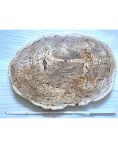 Fossil wood, large polished disk; Indonesia; unique piece