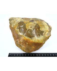 Fossil (petrified) wood with green opal; polished on one side; Garut, Java, Indonesia; Single piece 1.9 kg