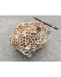 Coral-Jasper, fossil coral; India; 7.46 kg; single piece