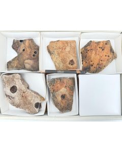 Fossilien, präkambrisch (Albumarid/Skinnera sp., etc.); Nama Formation, Namibia; 1 Partie; Unikat