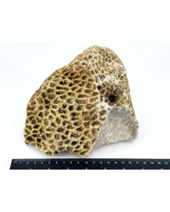 Koralle, fossile versteinerte Koralle; roh; Indonesien; 2,25 kg; GS; Einzelstück (5)