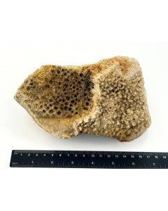 Koralle, fossile versteinerte Koralle; roh; Indonesien; 2 kg; GS; Einzelstück (7)