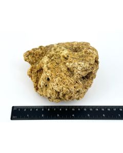 Koralle, fossile versteinerte Koralle; roh; Indonesien; 1,17 kg; HS; Einzelstück (10)