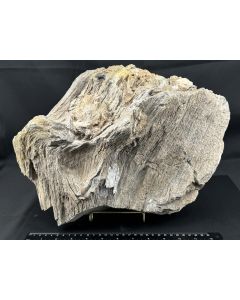 Fossiles (versteinertes) Holz; Sulawesi, Indonesien; 11 kg; Einzelstück