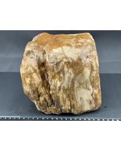 Fossiles (versteinertes) Holz; Sumatra, Indonesien; 5,1 kg; Einzelstück