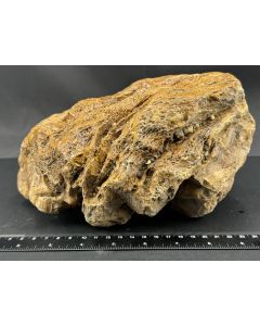 Fossiles (versteinertes) Holz; Sumatra, Indonesien; 4 kg; Einzelstück