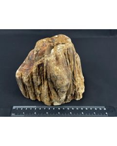 Fossiles (versteinertes) Holz; Sumatra, Indonesien; 2,44 kg; Einzelstück