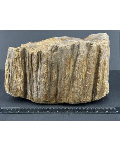 Fossiles, versteinertes Holz; Sumatra, Indonesien; 10,25 kg; Einzelstück