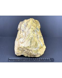 Fossiles (versteinertes) Holz mit grünem Opal; Garut, Java, Indonesien; 3,7 kg; GS; Einzelstück 