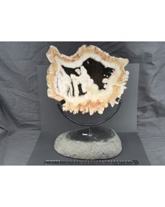 Wooden disc, fossil/petrified wood, large, polished on both sides with a stone/metal stand; Indonesia