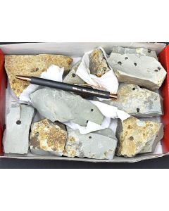 Pyrit xx, Zwillinge "Eisernes Kreuz" auf Matrix; Extertal, Lippe, Deutschland; 1 Partie, Unikat