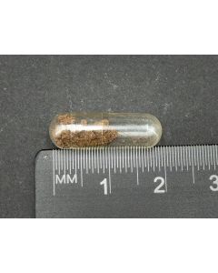 Arcanit; Dingo Donga Cave, Madura, WA, Australien; Kapsel; Einzelstück