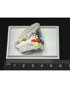 Sinnerit, Realgar xx; Grube Lengenbach, Binntal, Wallis, Schweiz; KS; Einzelstück