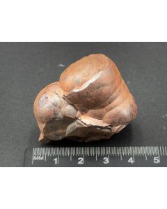 Hämatit (Glaskopf); Knollengrube, Harz, Deutschland; KS; Einzelstück