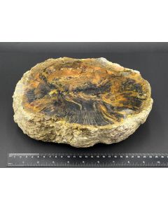 Fossiles (versteinertes) Holz; einseitig poliert; Garut, Java, Indonesien; 4,44 kg; Einzelstück