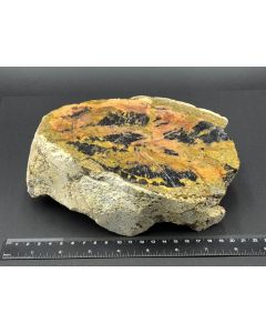 Fossiles (versteinertes) Holz; einseitig poliert; Garut, Java, Indonesien; 2,42 kg; Einzelstück