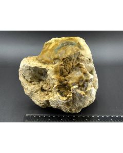 Fossiles (versteinertes) Holz; Garut, Java, Indonesien; 2,69 kg; Einzelstück