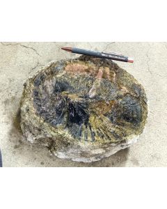 Fossilized (petrified) wood; Garut, Java, Indonesia; 7.7 kg; unique piece
