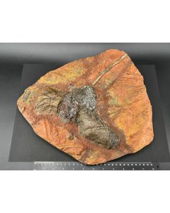 Seelilienkopf/-kelch; Marokko; 4,65 kg; Einzelstück