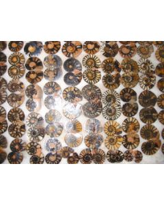 Ammoniten Paare, poliert, 2-4 cm, 1 Paar