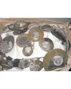 Ammoniten poliert, 5-8 cm, 1 Stück