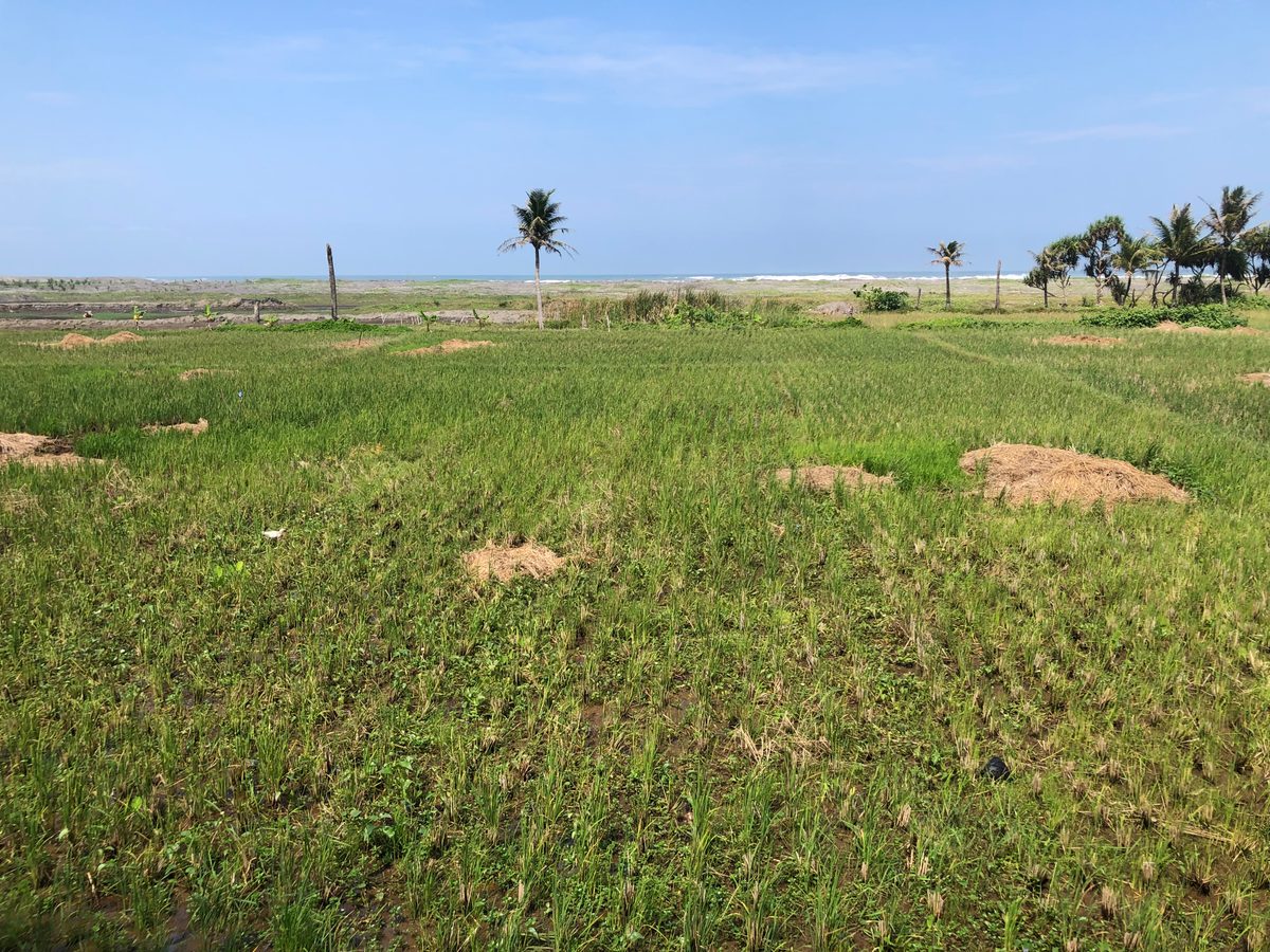 Indonesien: Landschaft in Sulawesi