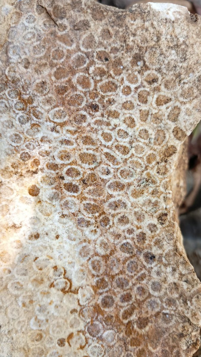 Indonesien: Fossile Koralle