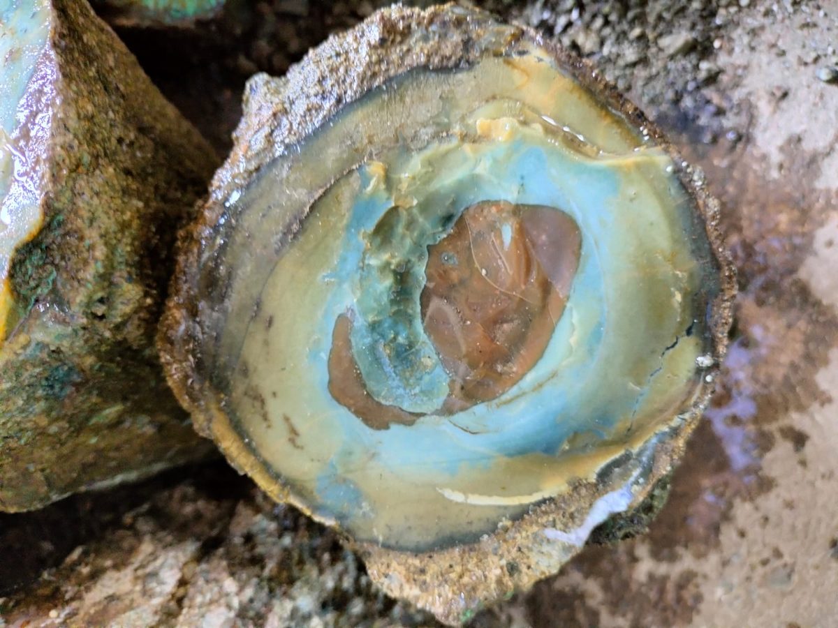 Indonesien: Verschiedene versteinerte Hölzer aus Garut, Java darunter viele mit Opal und/oder Chrysocoll