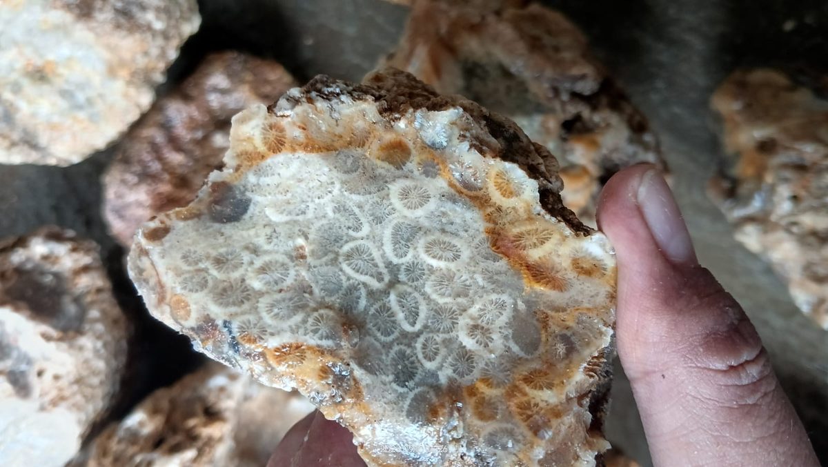 Indonesien: Fossile Koralle