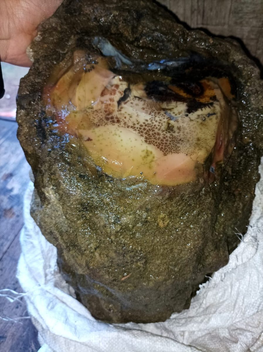 Indonesien: Verschiedene versteinerte Hölzer aus Garut, Java darunter viele mit Opal und/oder Chrysocoll