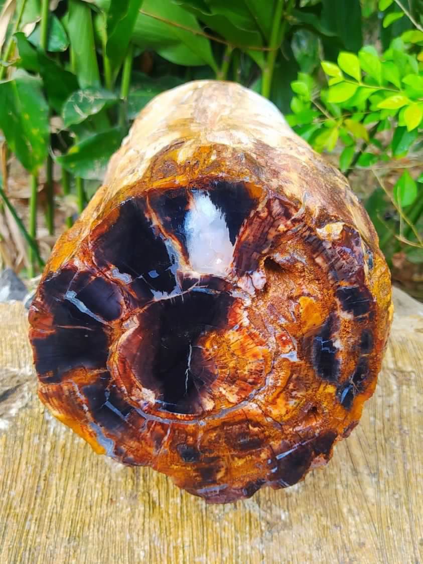 Indonesien: Verschiedene versteinerte Hölzer aus Garut, Java darunter viele mit Opal und/oder Chrysocoll