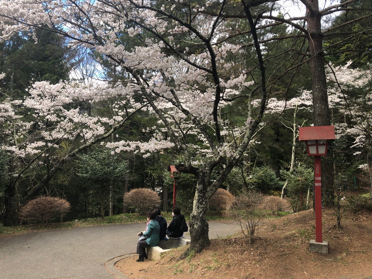 Japan: Die Kirschblüte und die Parks der Umgebung von Hakone, z.T. mit Blick auf den Fujiyama