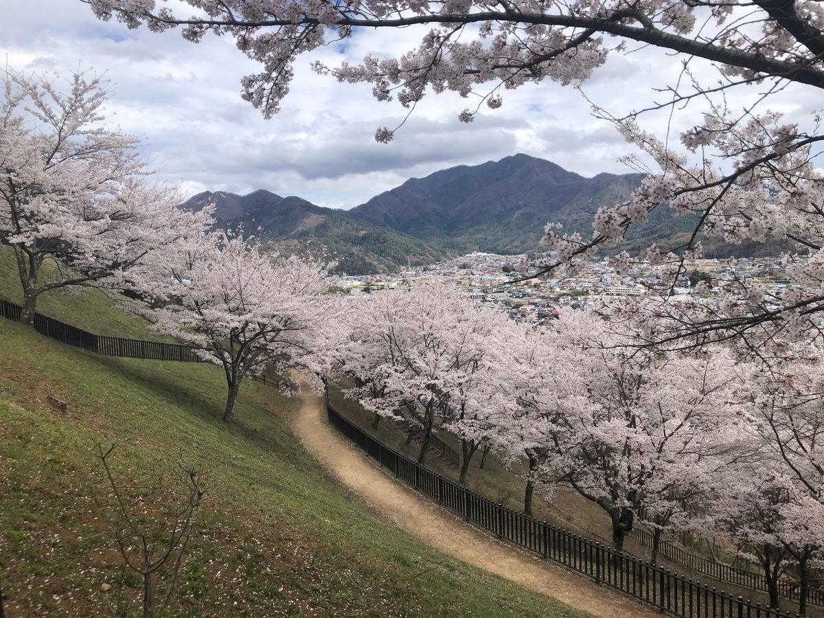 Japan: Die Kirschblüte und die Parks der Umgebung von Hakone, z.T. mit Blick auf den Fujiyama