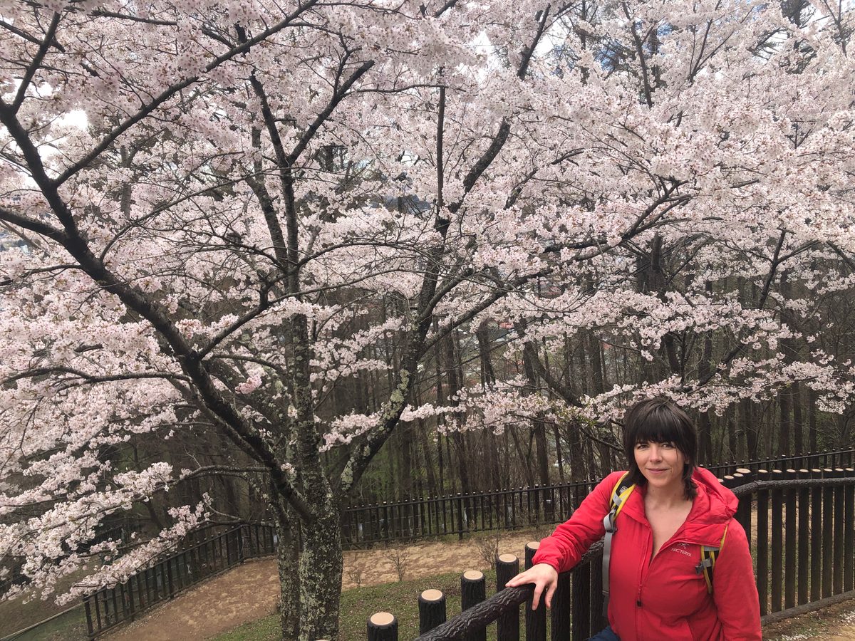 Japan: Die Kirschblüte und die Parks der Umgebung von Hakone, z.T. mit Blick auf den Fujiyama