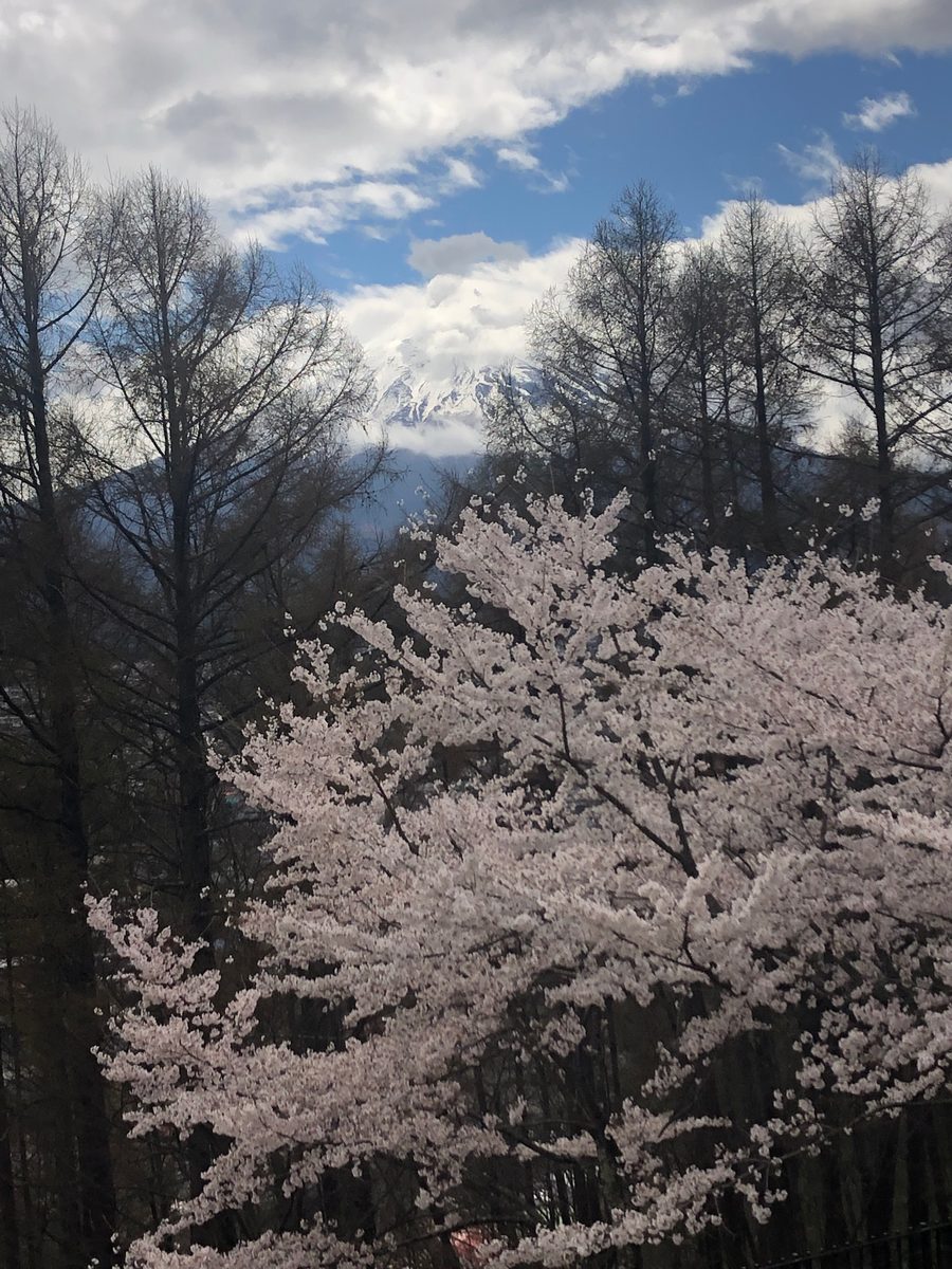 Japan: Die Kirschblüte und die Parks der Umgebung von Hakone, z.T. mit Blick auf den Fujiyama