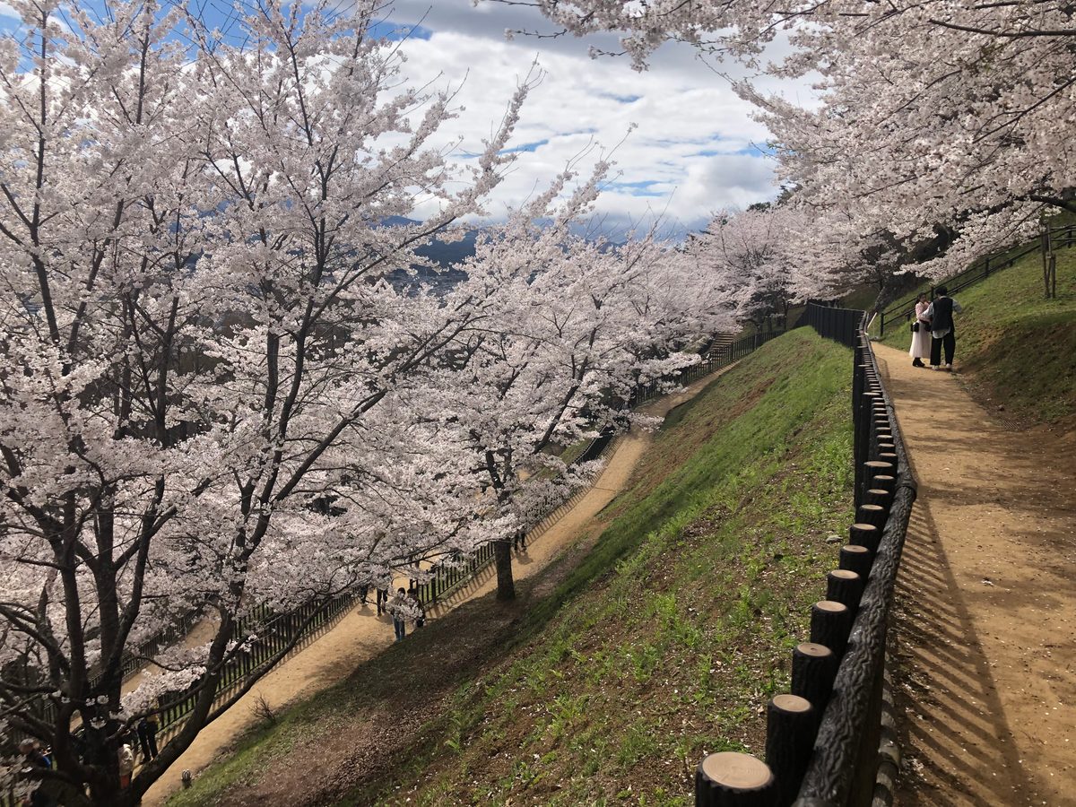 Japan: Die Kirschblüte und die Parks der Umgebung von Hakone, z.T. mit Blick auf den Fujiyama