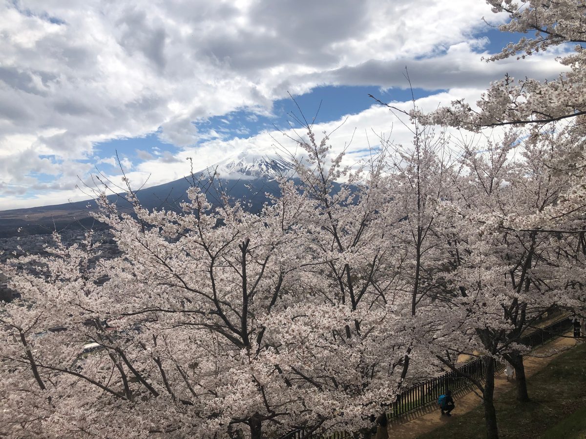 Japan: Die Kirschblüte und die Parks der Umgebung von Hakone, z.T. mit Blick auf den Fujiyama