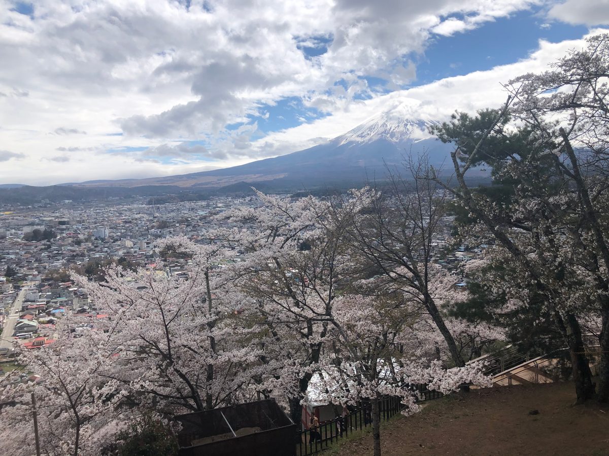 Japan: Die Kirschblüte und die Parks der Umgebung von Hakone, z.T. mit Blick auf den Fujiyama