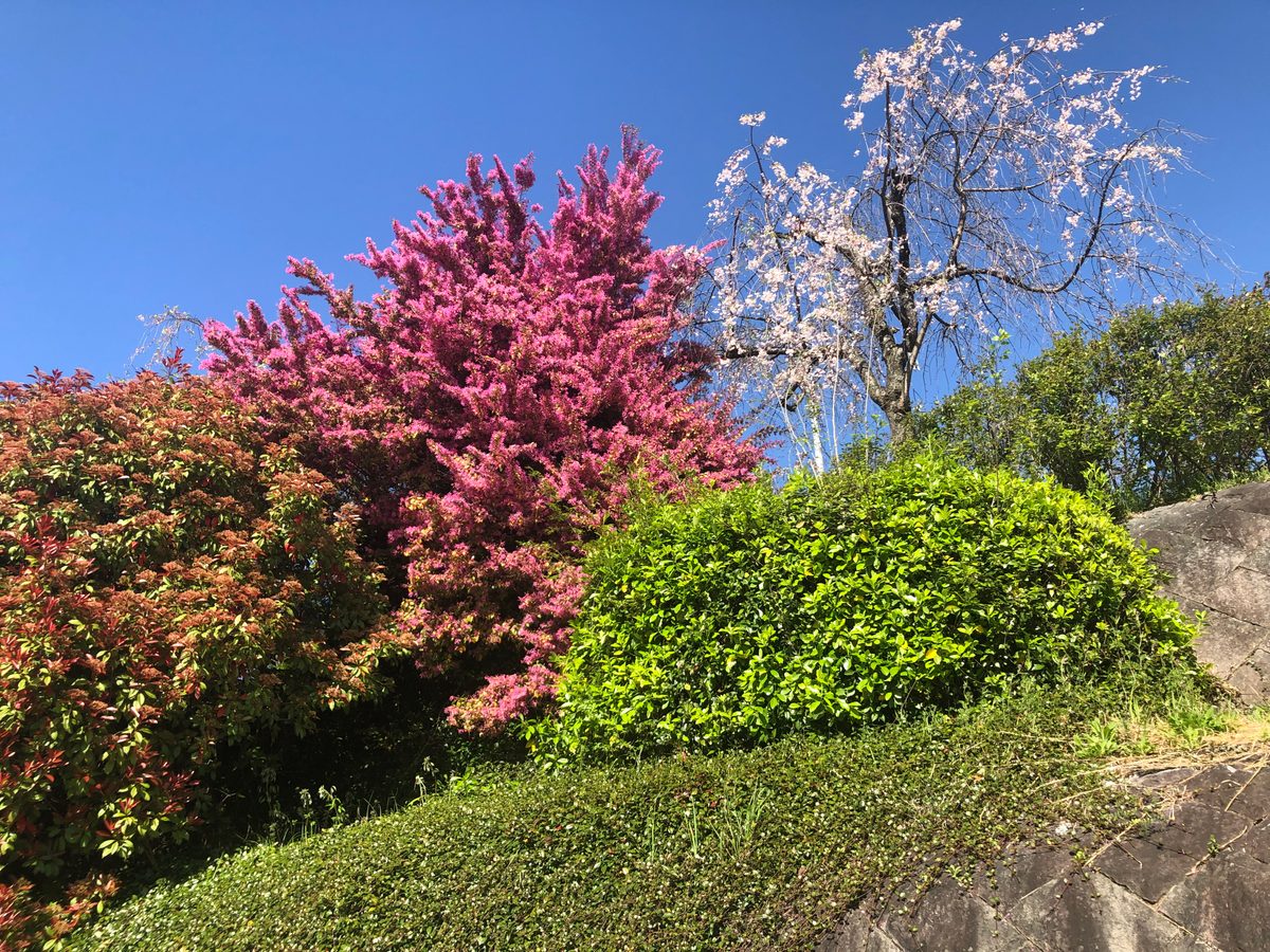 Japan: Die Kirschblüte und die Parks der Umgebung von Hakone, z.T. mit Blick auf den Fujiyama