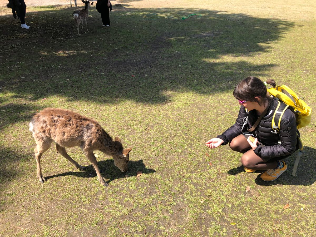 Japan: Nara und die heiligen Rehe