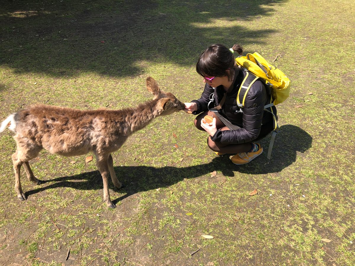 Japan: Nara und die heiligen Rehe