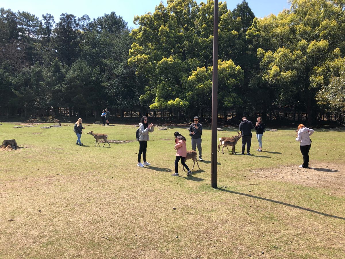 Japan: Nara und die heiligen Rehe