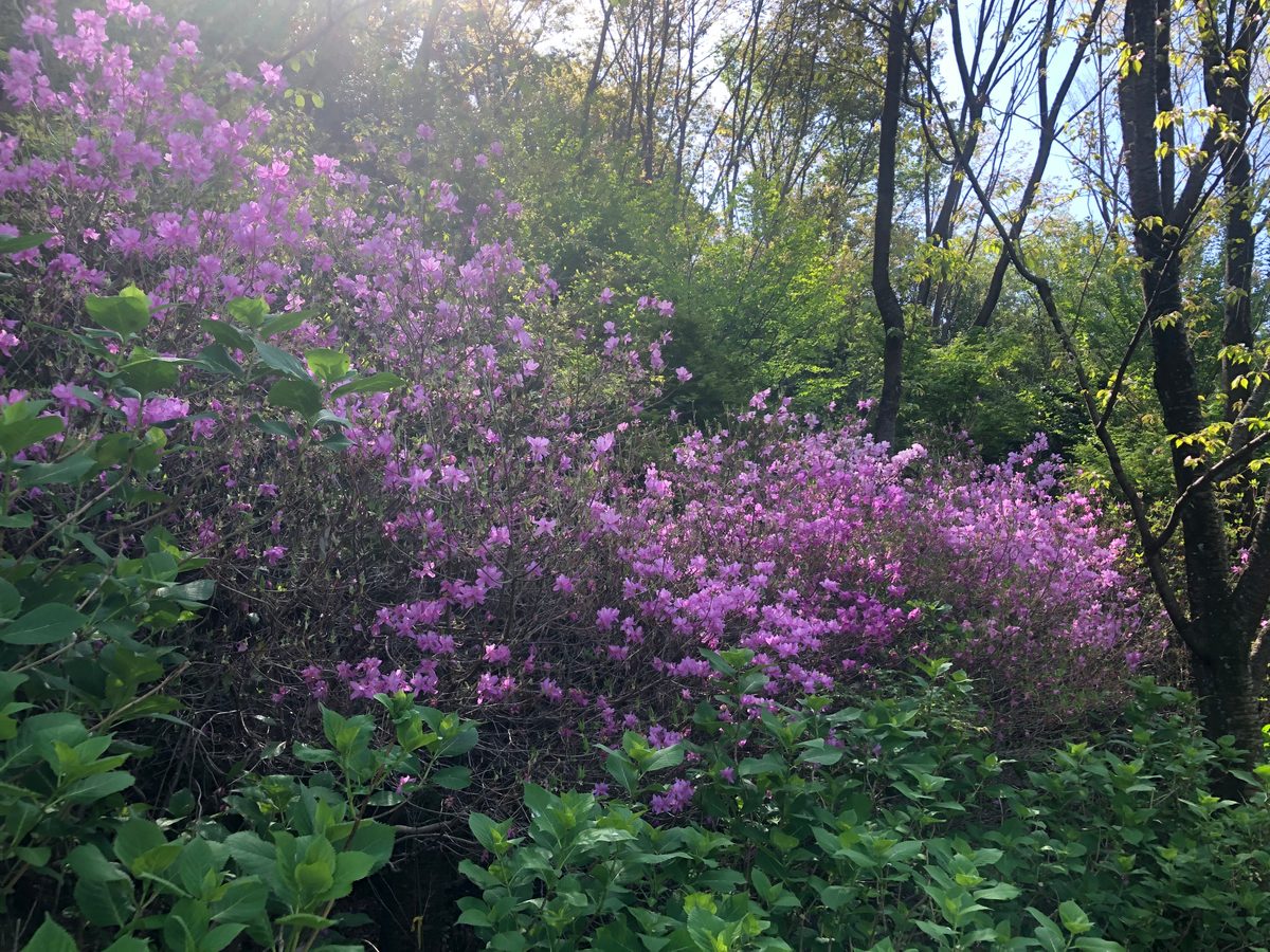 Japan: Die Kirschblüte und die Parks der Umgebung von Hakone, z.T. mit Blick auf den Fujiyama
