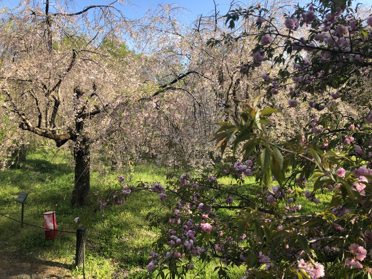 Japan: Die Kirschblüte und die Parks der Umgebung von Hakone, z.T. mit Blick auf den Fujiyama
