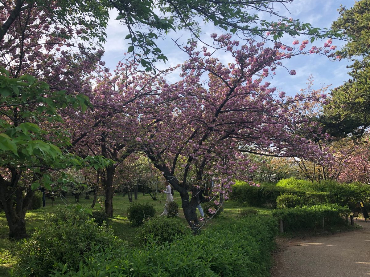 Japan: Die Kirschblüte und die Parks der Umgebung von Hakone, z.T. mit Blick auf den Fujiyama