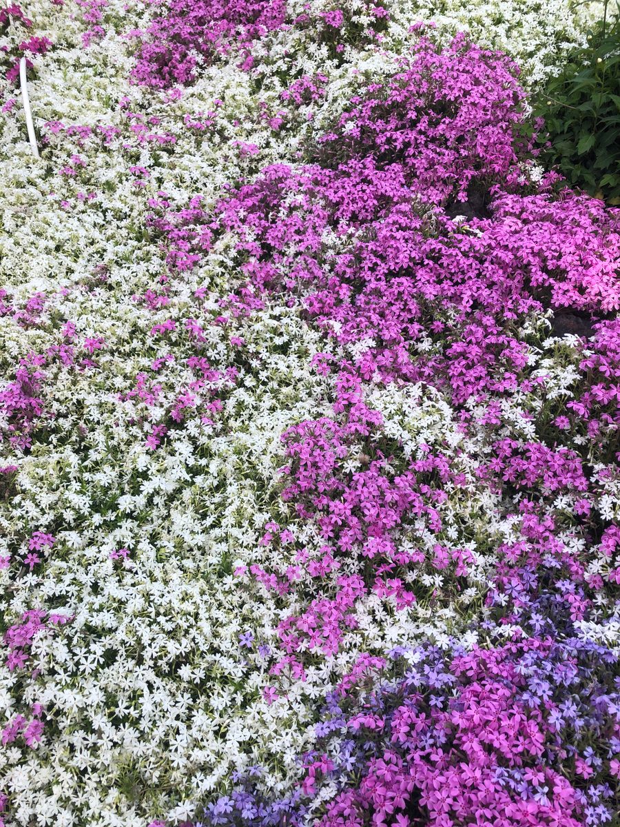 Japan: Die Kirschblüte und die Parks der Umgebung von Hakone, z.T. mit Blick auf den Fujiyama