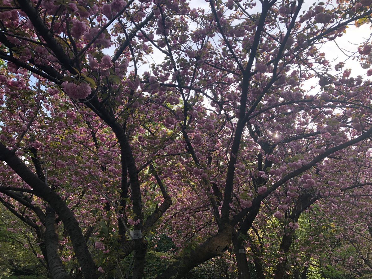 Japan: Die Kirschblüte und die Parks der Umgebung von Hakone, z.T. mit Blick auf den Fujiyama